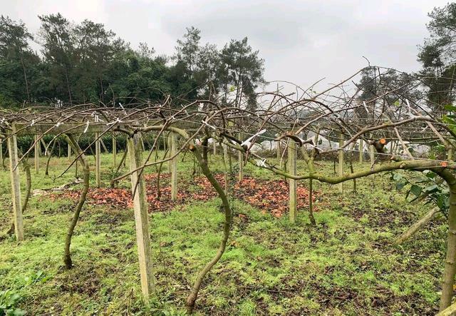 猕猴桃新旧枝轮换大修剪四阶段