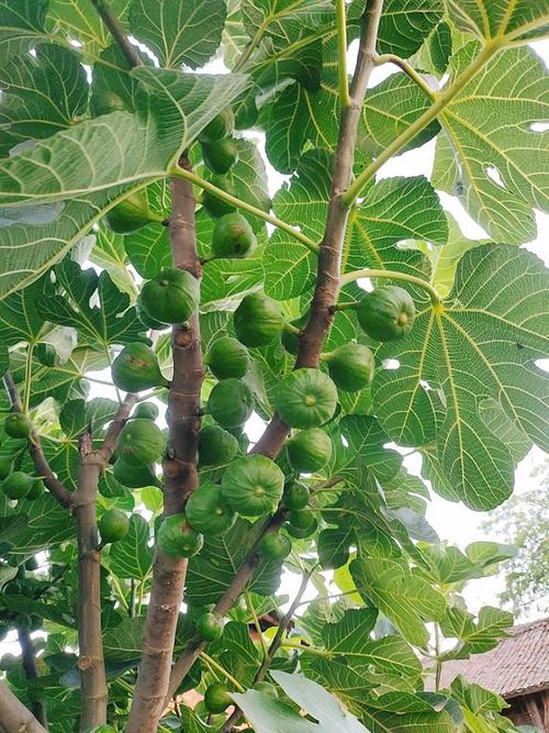 老屋一角的无花果树!硕果累累