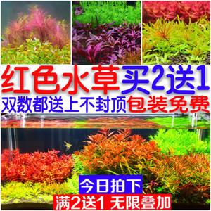 红宫廷红菊小红梅雨伞血心兰红丁香红松尾牛顿红旦头红色水草活体