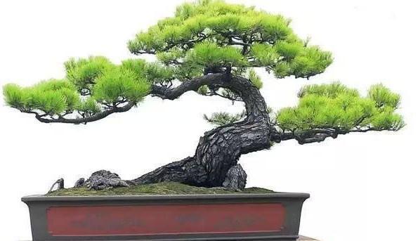 松树盆景做简单造型,教你三个小步骤!