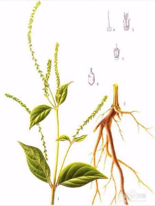 川牛膝与怀牛膝的区别