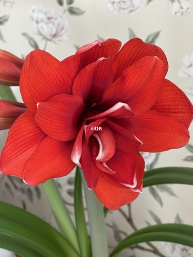 荷兰朱顶红"双龙"注定红