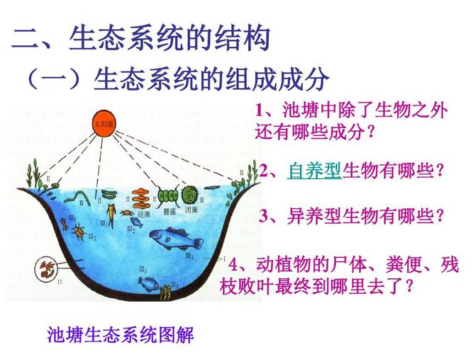生态系统的结构——上课版