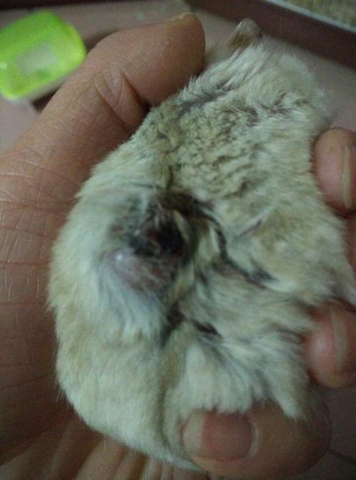 我家仓鼠背上长了个大包,求解