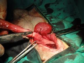 警惕卵巢早衰发作的原因