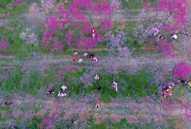 3月22日,合肥市庐阳区三十岗乡桃蹊园内千亩桃花齐放,众多游客前来
