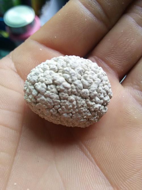 过年了杀年猪, 在肚子里发现一猪砂,想把它买了值多少钱?