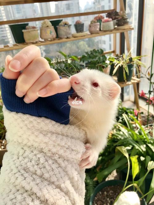 安哥鲁雪貂花色-纯白红眼_水貂_安格鲁貂_宠物_宠物