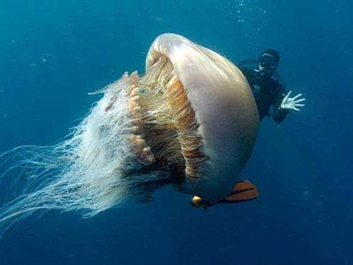 海底潜水发现蘑菇状生物,靠近查看被告诫不要触碰