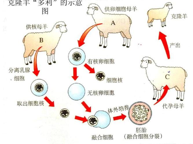 如今怎么没人再提起克隆技术了看看克隆羊多莉的结局就明白了