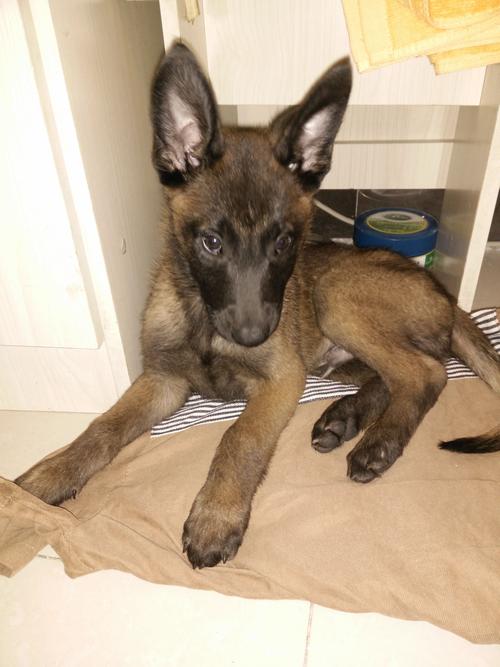 马犬幼犬2个月   帮我看看种纯不纯  懂的人回答