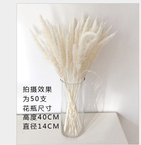 粉色摆设芦苇家居花束摆件蒲苇干花