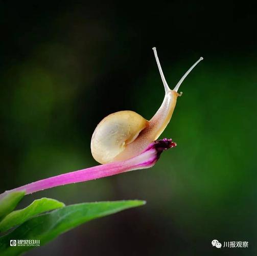 美图| 盛夏,看蜗牛的爱情故事
