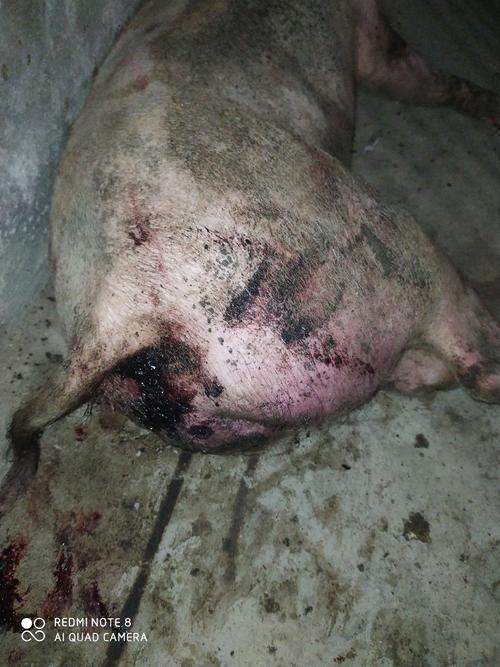 之后耳朵身上变紫,最后狂叫有的拉血,有的嘴里出血死亡.