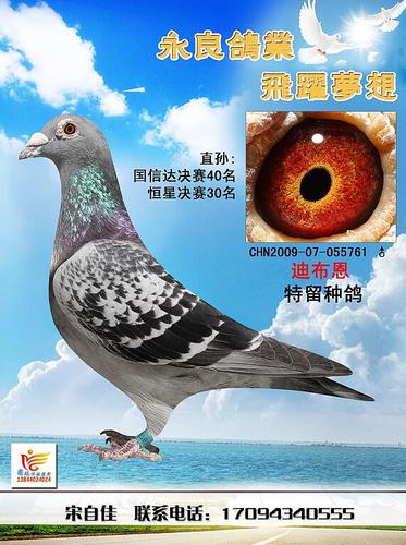 迪布恩特留种鸽