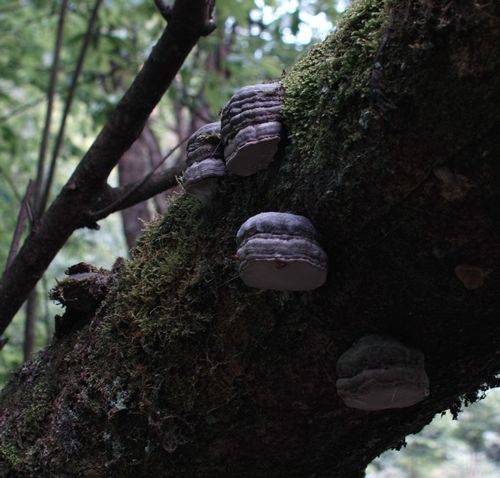 长在树上的菌类