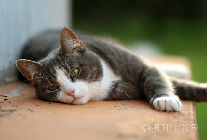 在日落时分, 白色和灰色的猫躺在那里放松