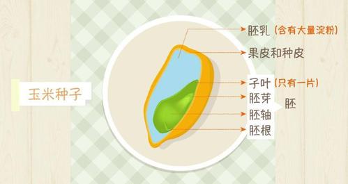 【生物大师初中】种子的结构——播种未来