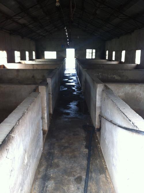 大型养猪场在望江,有意者可以到我这来参观学习