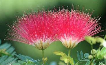 红白色针是什么花