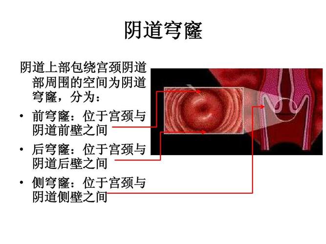 女性解剖生理[1]ppt