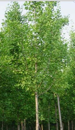 【银杏树之乡】银杏树苗批发就到山东绿之源银杏树苗基地!