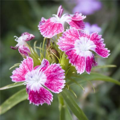 微信头像花朵图片大全_2018最火爆微信头像