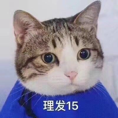 有没有比较有意思的猫猫表情包?