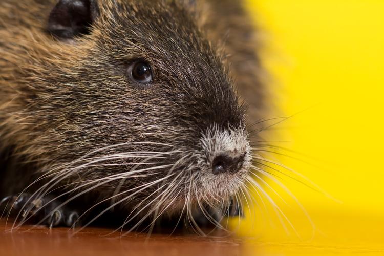 黑色,河狸鼠,海狸鼠,特写