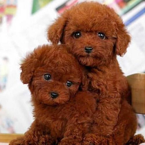 泰迪幼犬长不大迷你小型犬袖珍泰迪茶杯犬纯种贵宾犬活体宠物狗狗商品