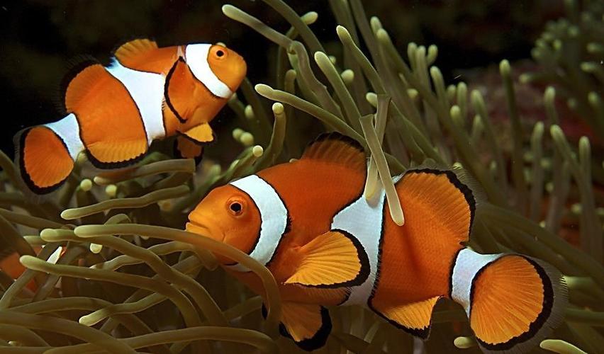 小丑鱼有什么颜色?多少种?最好用图片回答.