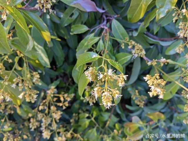 这可是龙眼花龙眼树哦,不是荔枝花