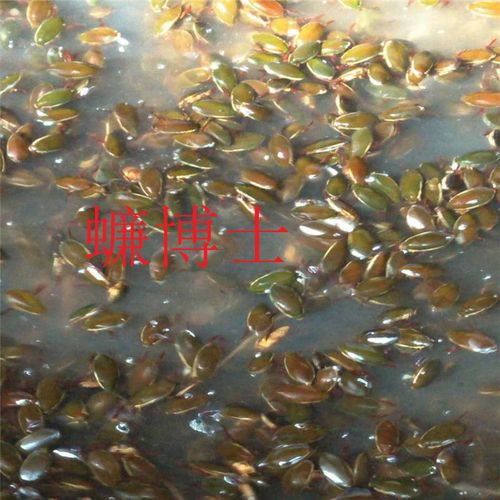 海南浙江龙虱养殖基地