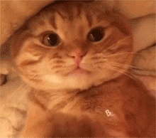 220_194gif 动态图 动图