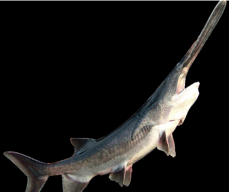 我国引进的鸭嘴鱼一条就能卖300元但吃货却表示不敢下嘴