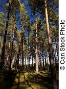 瑞典, heathland, 森林