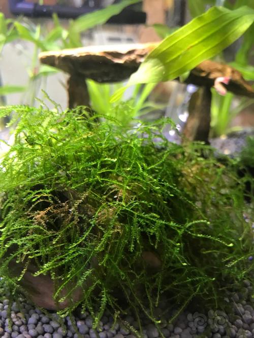 求助垂泪莫斯发黄爪哇莫丝冒泡什么情况