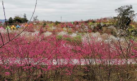 江津美樱花海鼎山公园一日游漫步6万株台湾樱花林邂逅浪漫樱花