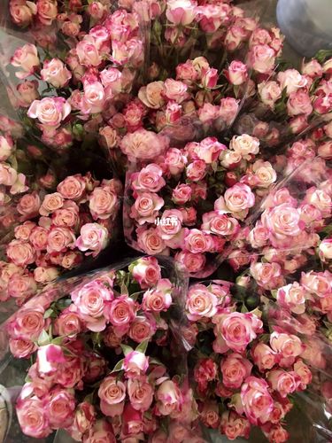 香海云锦的玫瑰~_水粉色_浪漫_点缀生活的鲜花_家居家装_家居装饰