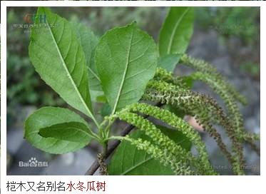 求水冬瓜树图片,百度百科