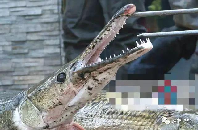 比食人鱼还凶猛