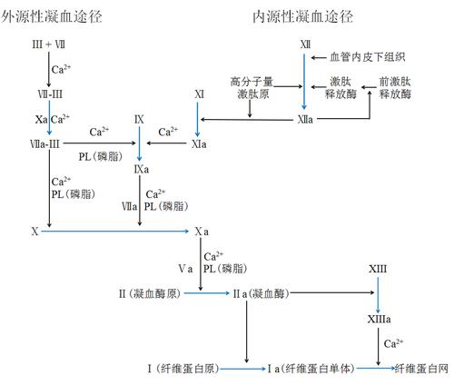 你能从"凝血四项"里看到多少信息?知识汇总,干货满满!