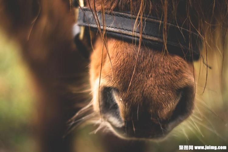 马鼻子摄影