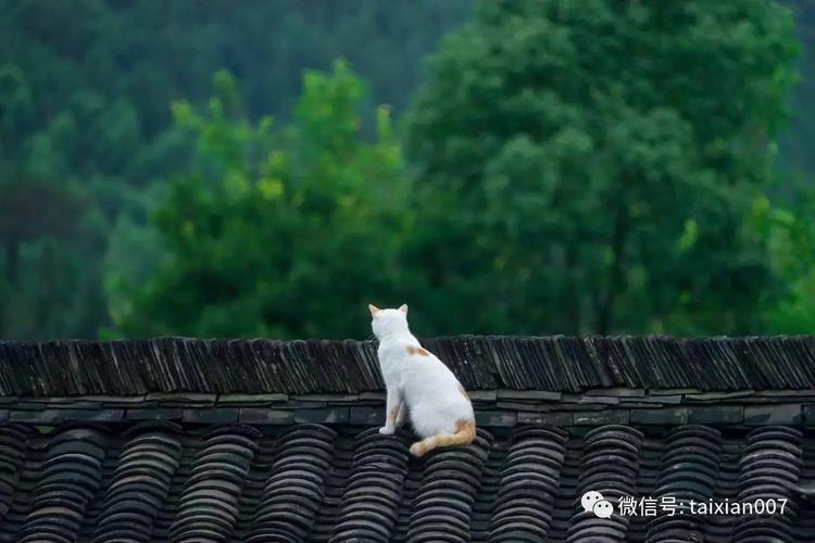 幽居青山下与世无争斗