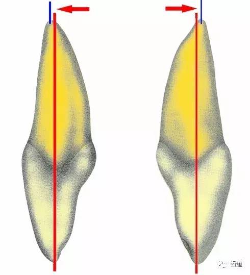 三)牙根的凹陷 在牙根的两侧各有一条凹陷,与舌隆突相衔接