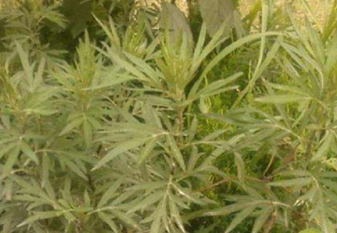 荒野里的这野草,人们叫它"毛蒿"是一种民间草药,见到
