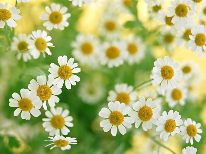 描述: 洋甘菊花花瓣夏天-图片高清壁纸 当前壁纸尺寸: 1152 x 864