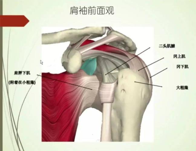 肱骨大结节骨折切开复位钢板内固定术