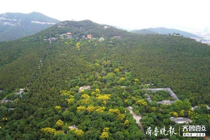航拍雨后的济南千佛山,告别姹紫嫣红只剩满山碧透