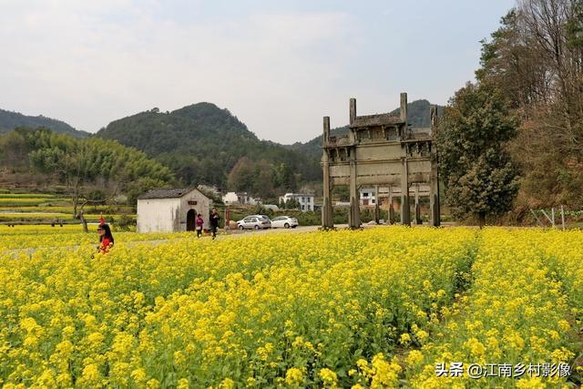 那些年追过的油菜花蜀源村头牌坊前的春光